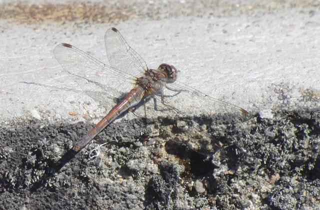 Sympetrum striolatum?